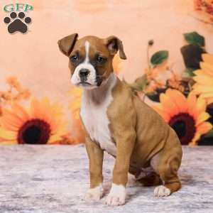 Cletus, Boxer Puppy